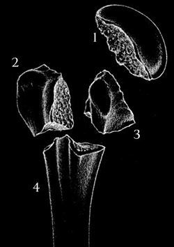 Parts Prox Humerus