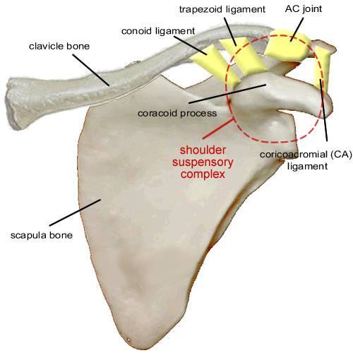 Scapula Floating Shoulder Condition Boise